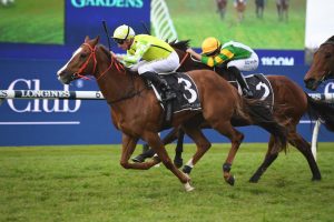Eduardo Horse Form (Photo: Steve Hart) | Races.com.au