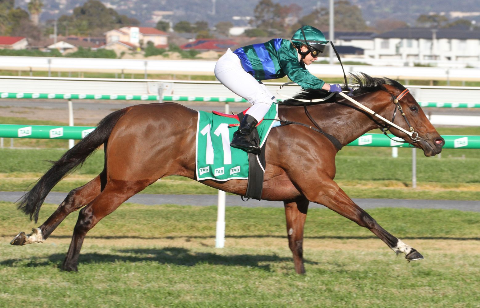 Parlophone Horse Form (Photo: Jenny Barnes) | Races.com.au