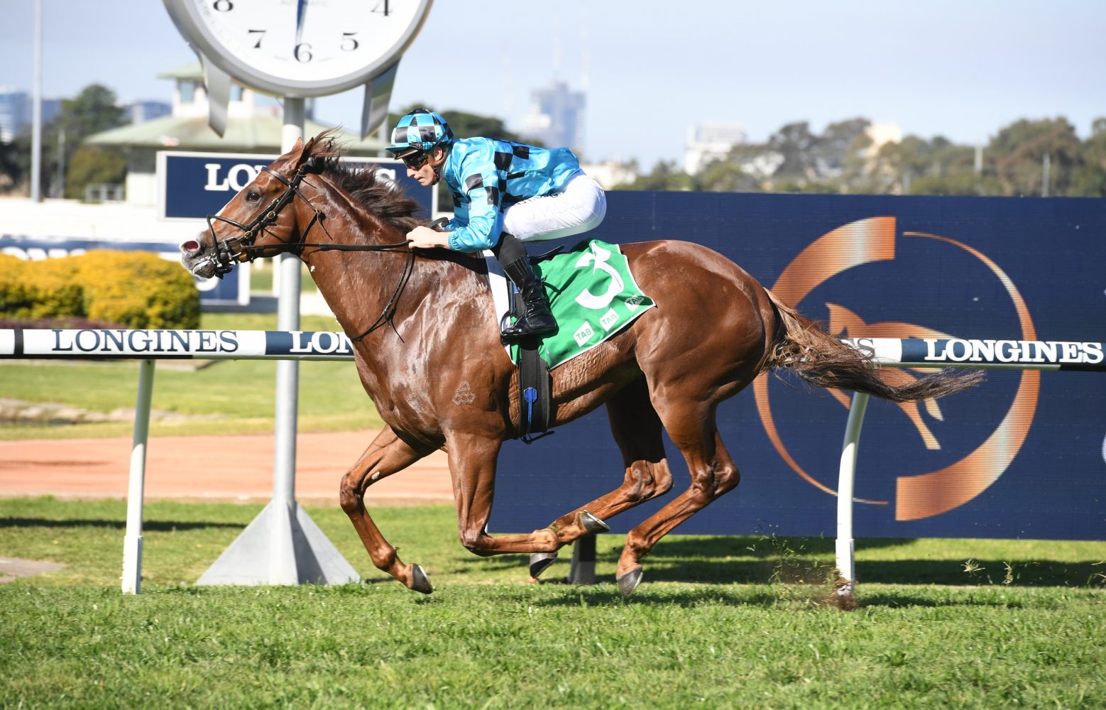 Anders Horse Form (Photo: Steve Hart) | Races.com.au