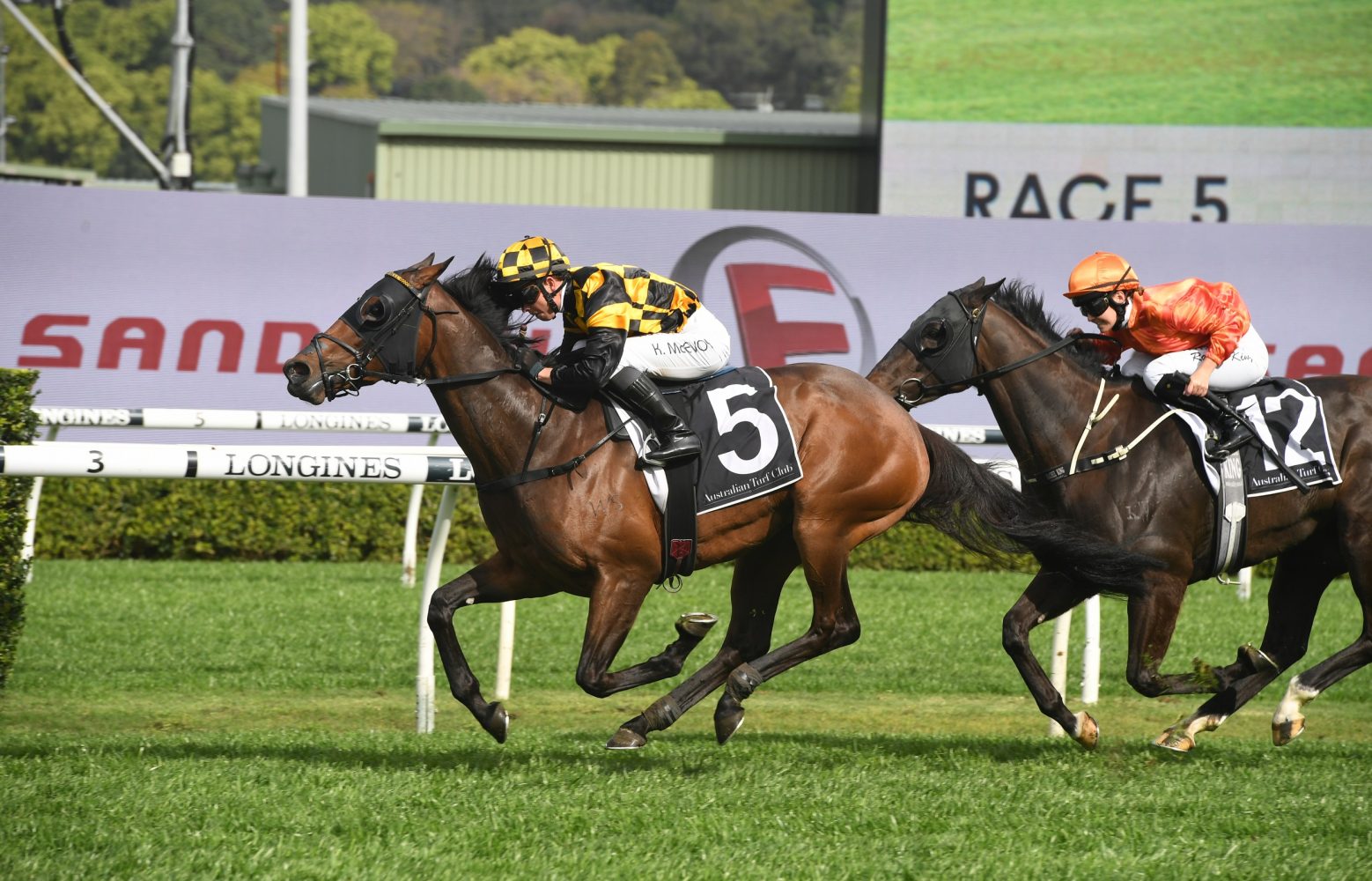 Probabeel Horse Form (Photo: Steve Hart) | Races.com.au