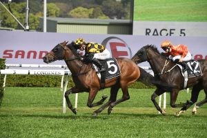 Probabeel Horse Form (Photo: Steve Hart) | Races.com.au