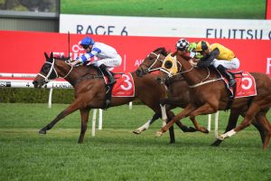 Kolding Horse Form (Photo: Steve Hart) | Races.com.au