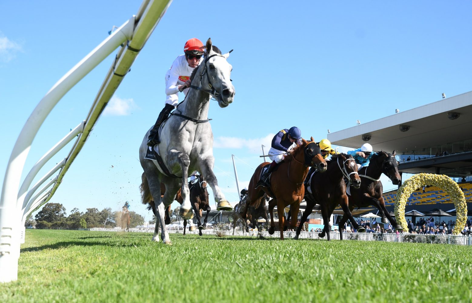 Love Tap Horse Form (Photo: Steve Hart) | Races.com.au