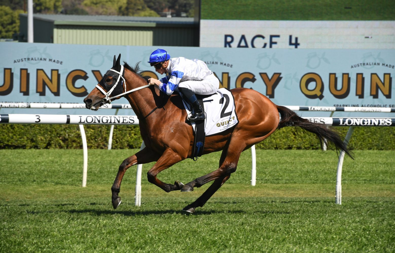 Kolding Horse Form (Photo: Steve Hart) | Races.com.au