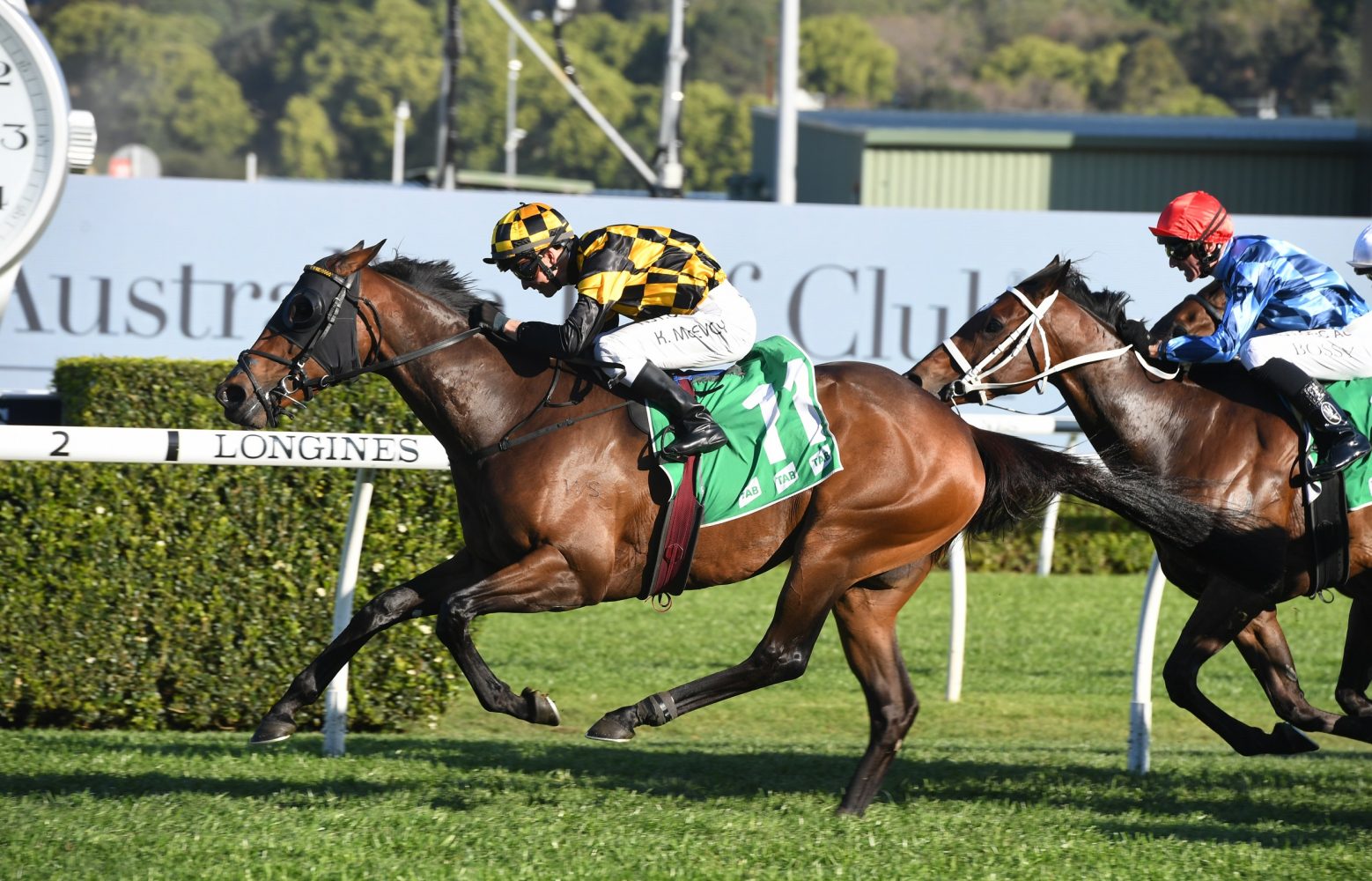 Probabeel Horse Form (Photo: Steve Hart) | Races.com.au