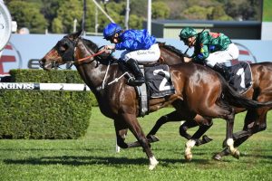 Flit Horse Form (Photo: Steve Hart) | Races.com.au