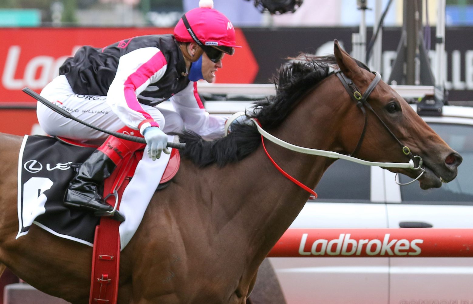 Yes Baby Yes Horse Form (Photo: Ultimate Racing Photos) - Races.com.au
