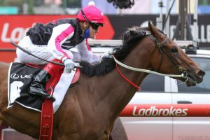 Yes Baby Yes Horse Form (Photo: Ultimate Racing Photos) - Races.com.au