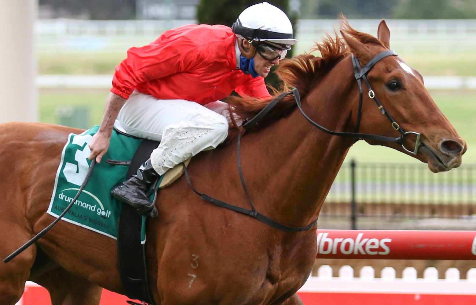 Cherry Tortoni Horse Form (Photo: Ultimate Racing Photos) | Races.com.au