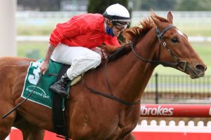 Cherry Tortoni Horse Form (Photo: Ultimate Racing Photos) | Races.com.au