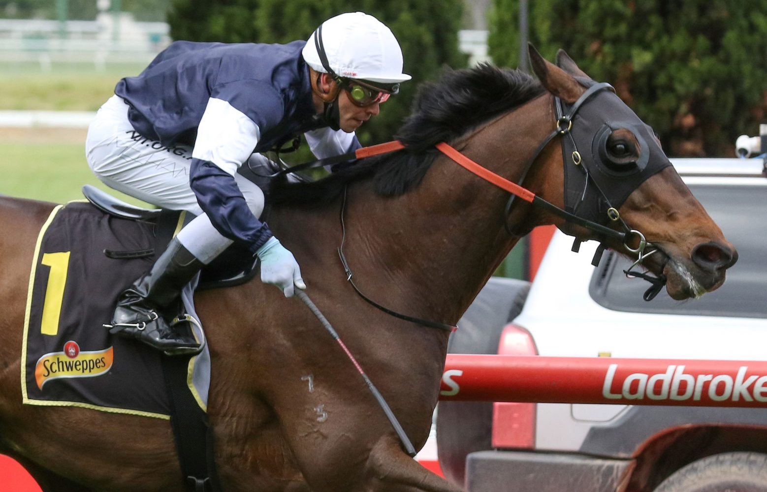 Homesman Horse Form (Photo: Ultimate Racing Photos) | Races.com.au