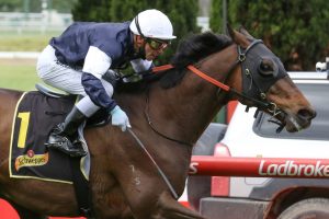 Homesman Horse Form (Photo: Ultimate Racing Photos) | Races.com.au