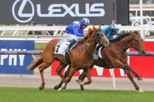 Crosshaven Horse Form (Photo: Ultimate Racing Photos) | Races.com.au