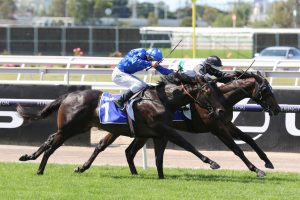 Finance Tycoon Horse Form (Photo: Ultimate Racing Photos) - Races.com.au