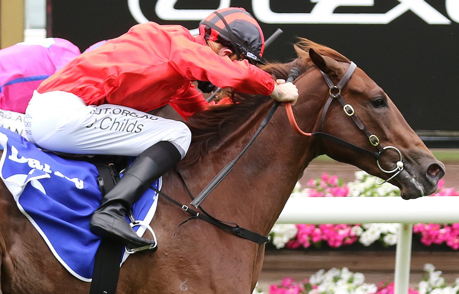 Dosh Horse Form (Photo: Ultimate Racing Photos) | Races.com.au