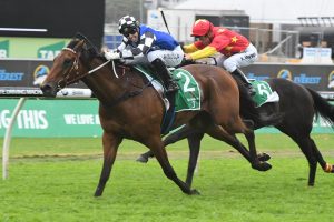 Pike Chases Caloundra Cup With Terra Sancta