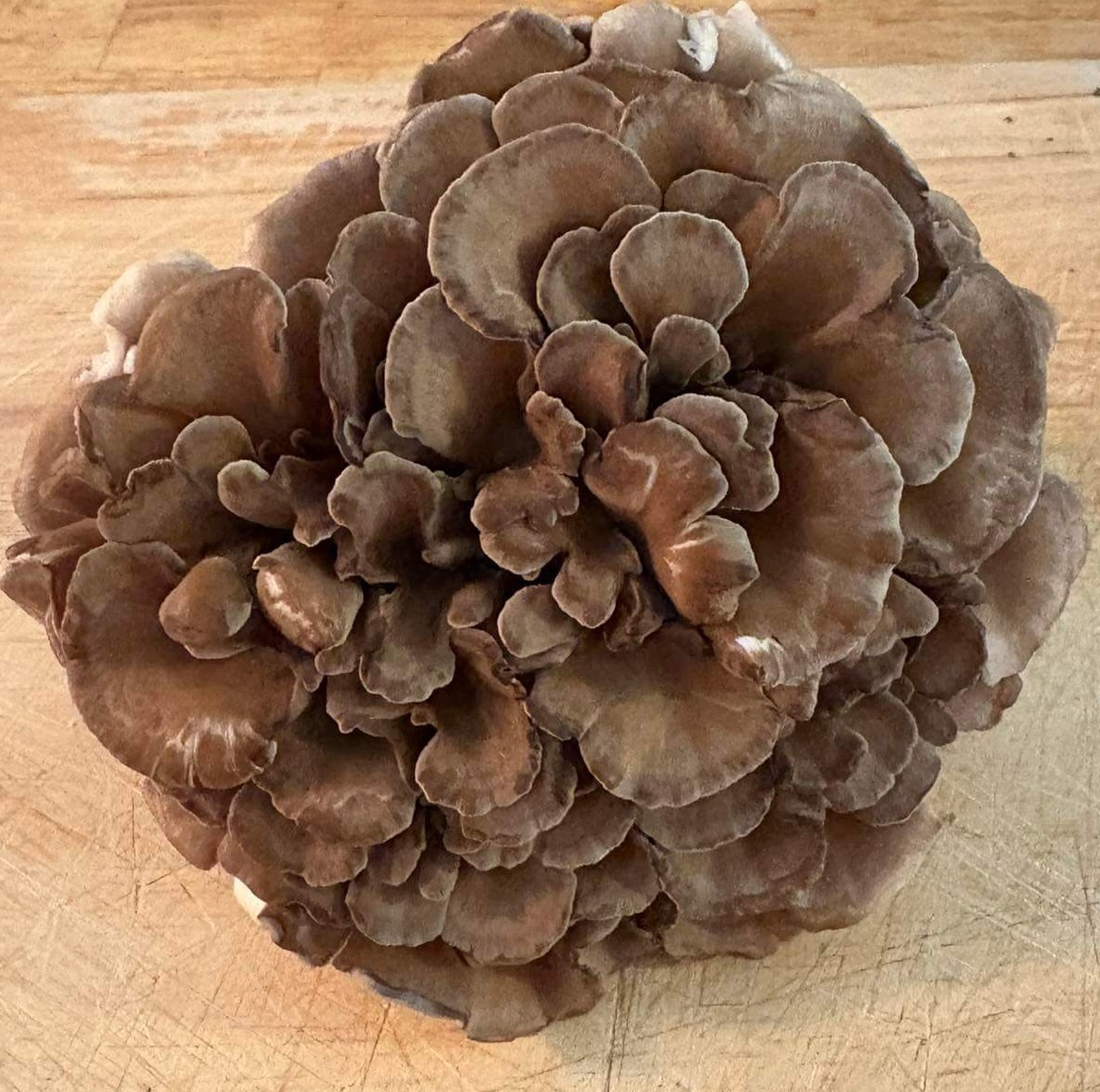 Close-up of Harvested Maitake Mushrooms