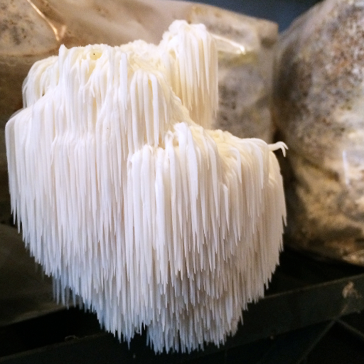 Lion's Mane Mushroom