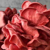 Pink Oyster Mushroom