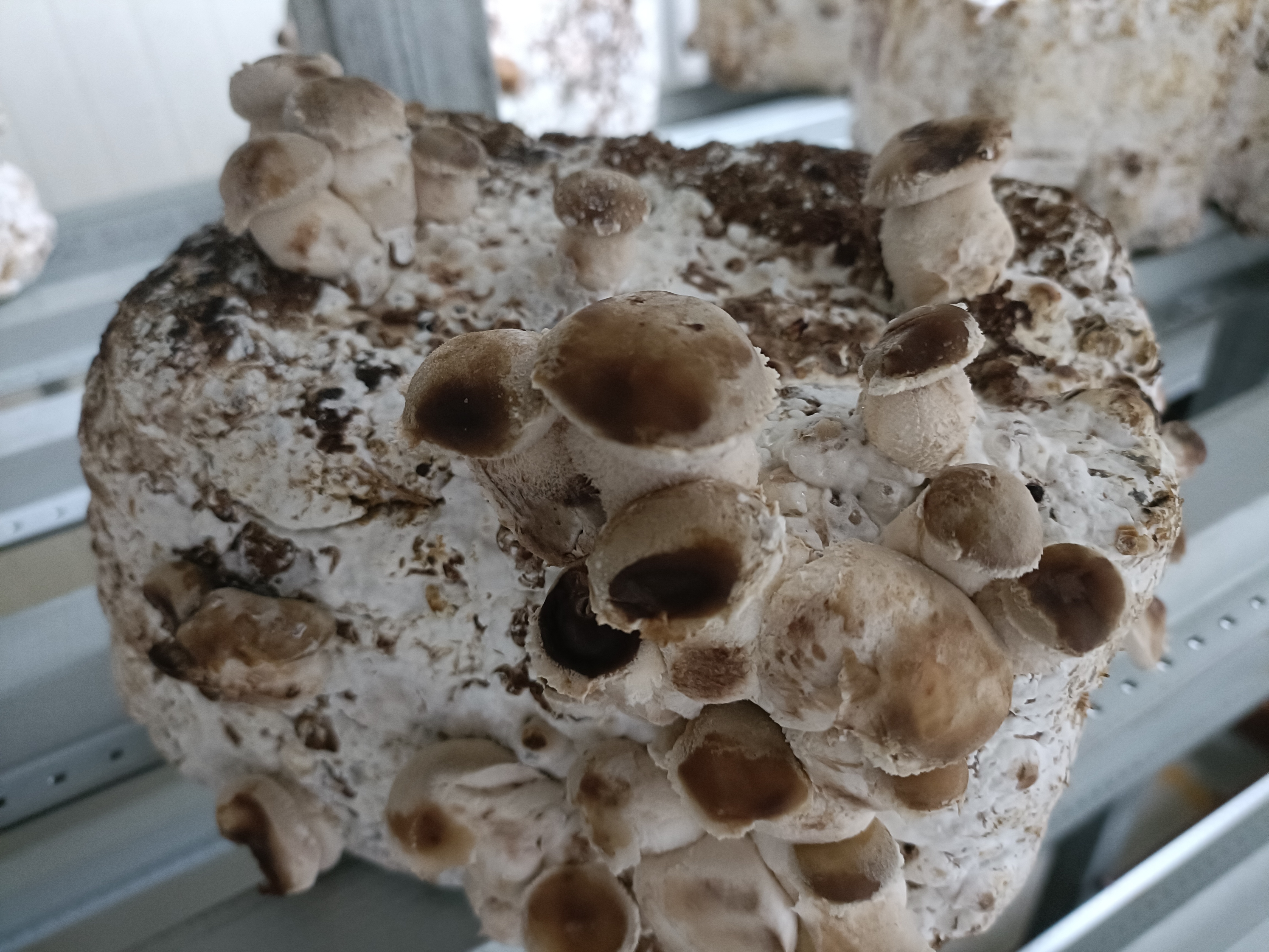 Fully matured brown shiitake block (ready to fruit)