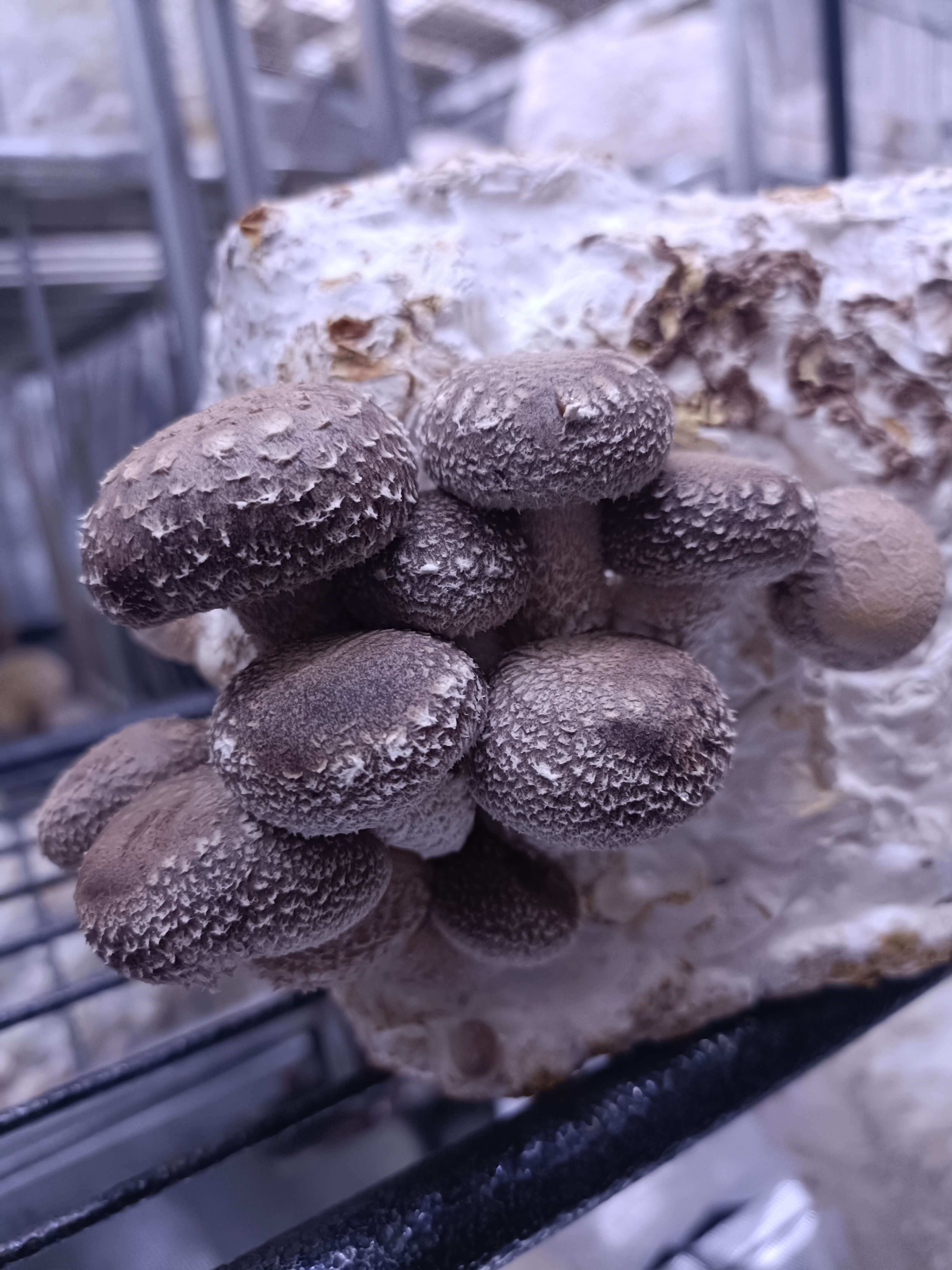 Close-up of Shiitake Mushrooms Fruiting on a Grow Block