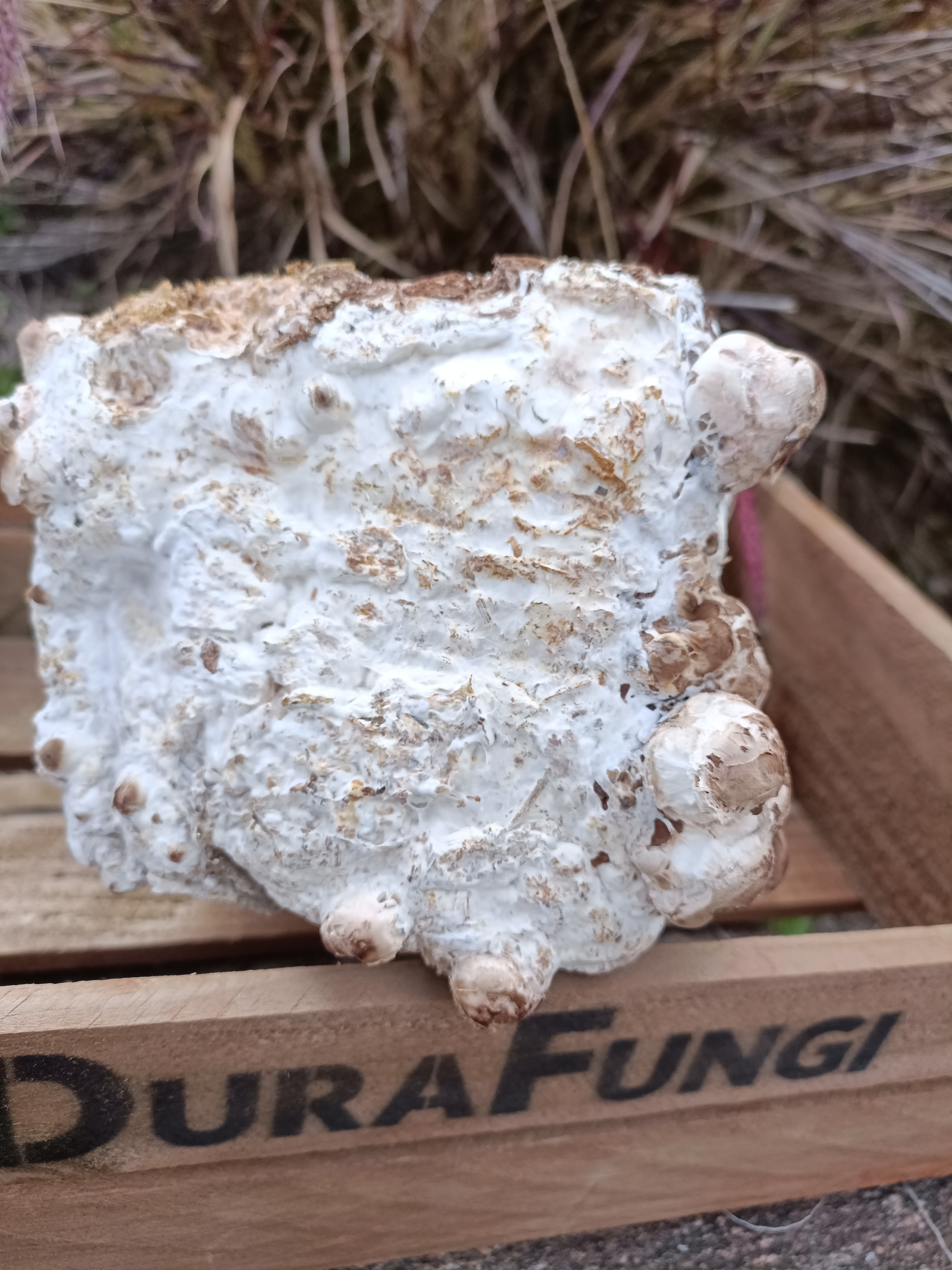 Unmatured white shiitake block (not ready yet)