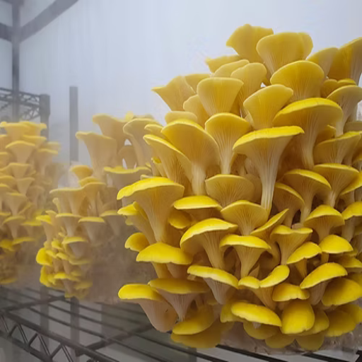 Yellow Gold Oyster Mushroom