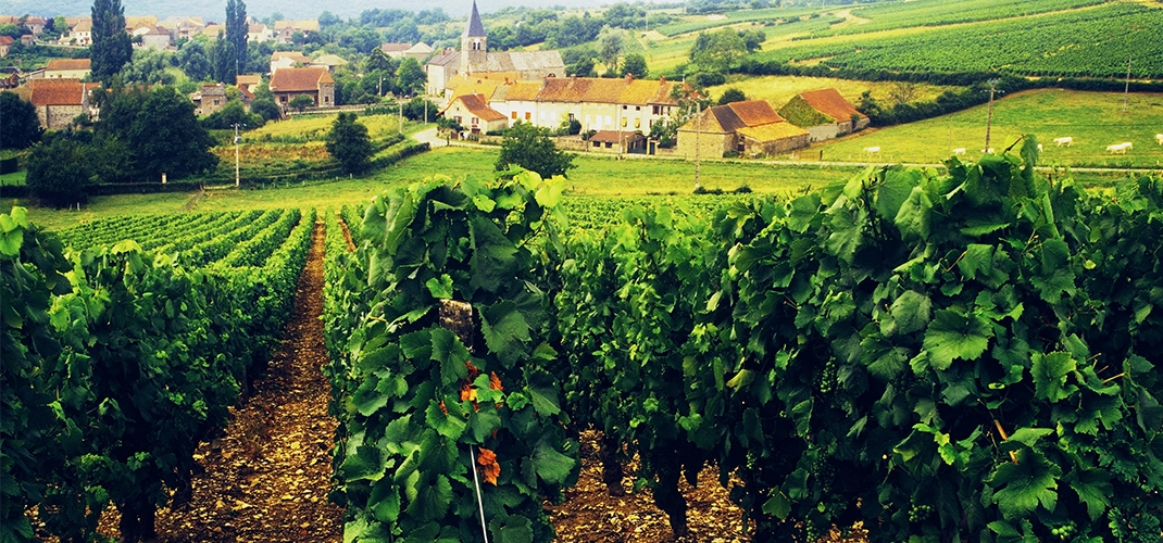 Burgundy Wine and History Bike Tour