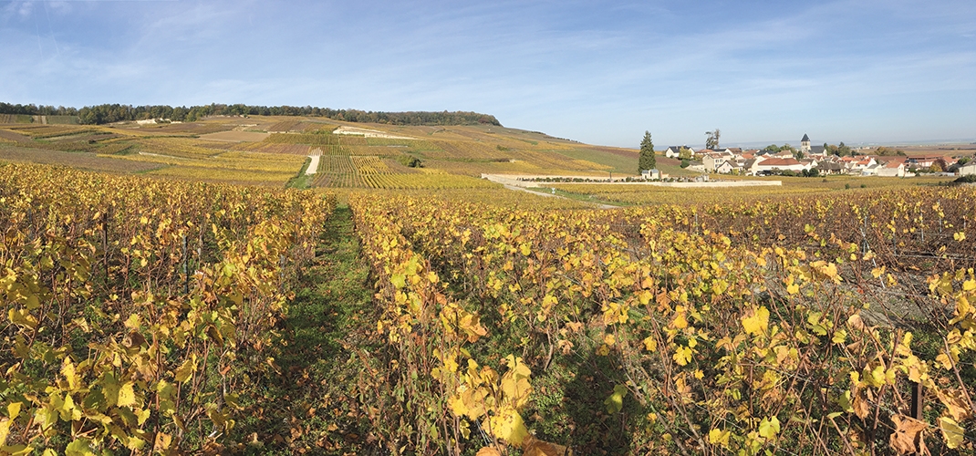 From Reims to Épernay: Cycling on the Wine Route of Champagne