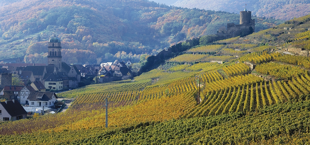 Cycle Tour on Alsace Wine Road from Strasbourg to Colmar