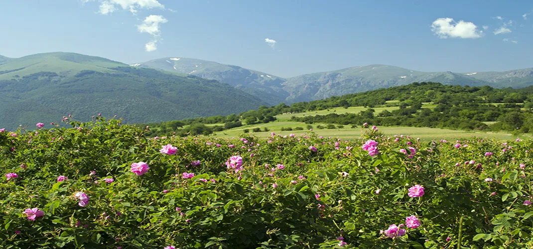 3 Night Plovdiv & The Rose Valley