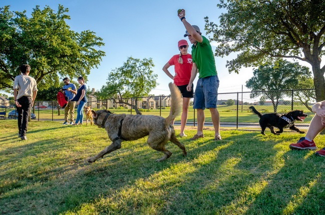 Dogs and their people at a fenced off leash dog park.