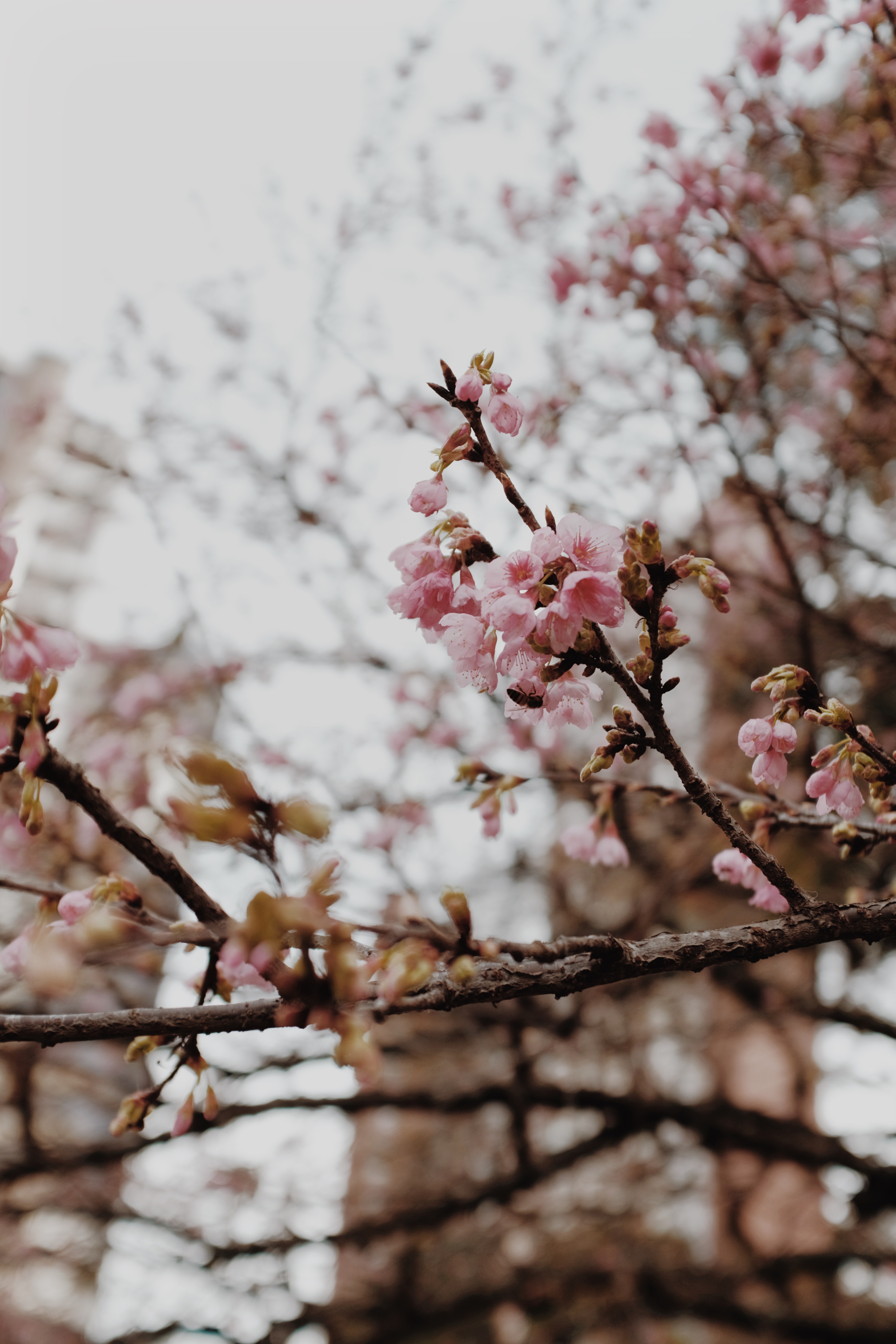 banner img for widget
