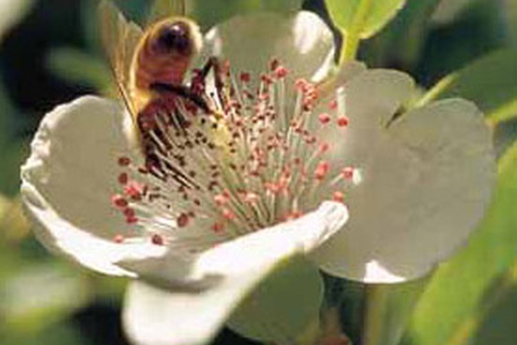 Leatherwood Honey Farm in Mole Creek, Tasmania