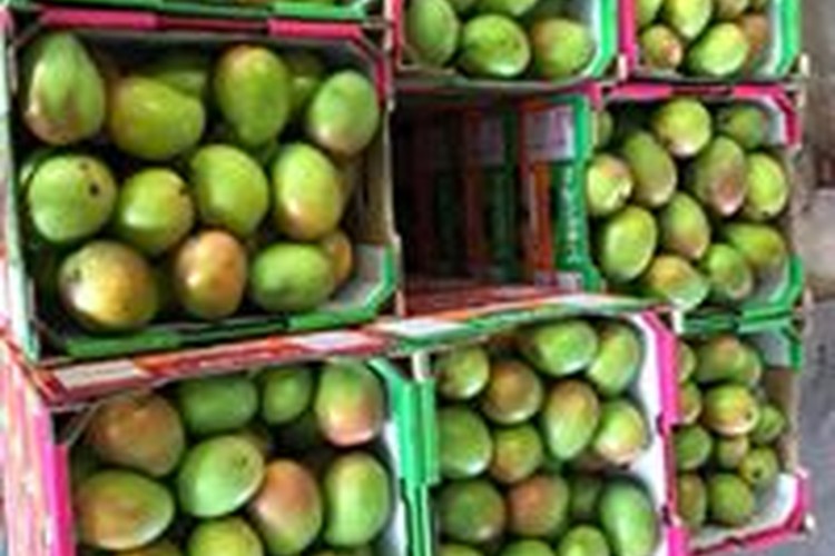 MMM Mangoes and Avocado's Orchard at Kabra, Queensland