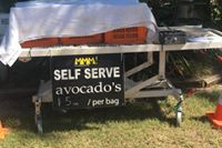 MMM Mangoes and Avocado's Orchard at Kabra, Queensland