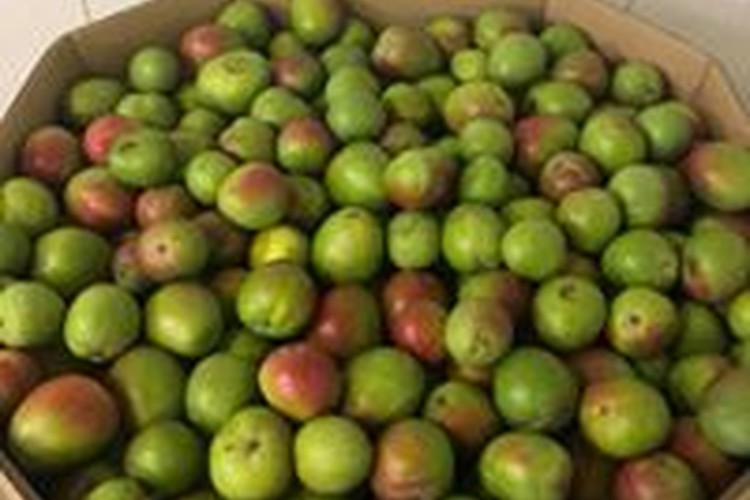 MMM Mangoes and Avocado's Orchard at Kabra, Queensland