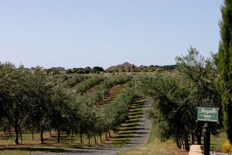 Manzanillo Grove Orchard in Drysdale Victoria