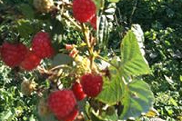 Sheffield Berry Gardens in Sheffield, Tasmania