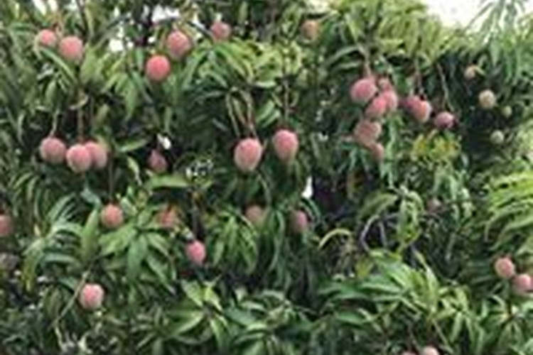 MMM Mangoes and Avocado's Orchard at Kabra, Queensland