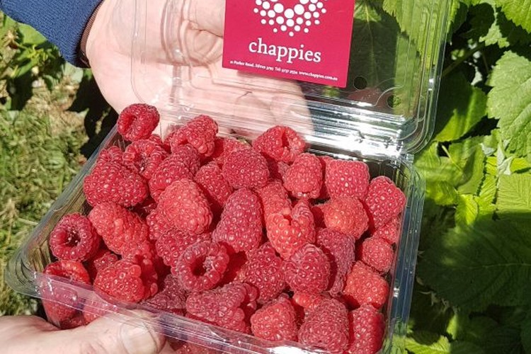 Chappies Berry Farm at Silvan, Victoria