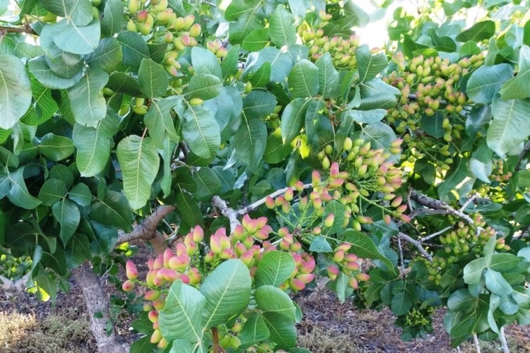 Corumbeena Orchard in Clare, South Australia
