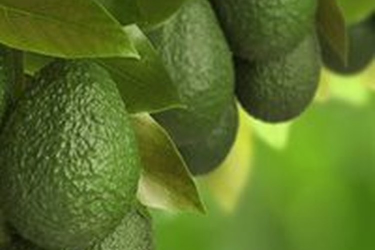 MMM Mangoes and Avocado's Orchard at Kabra, Queensland