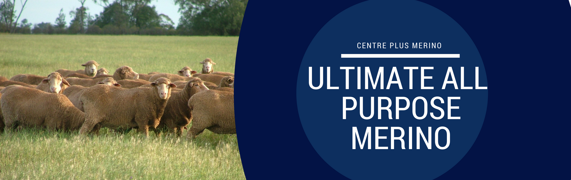 ultimate all purpose merino 