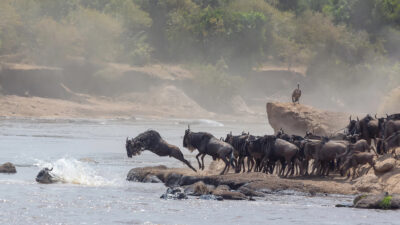 Great Migration in Africa by Deposit