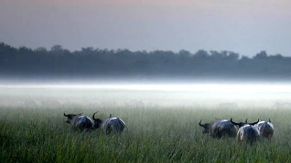 Water Buffalo at Bamurru Plains