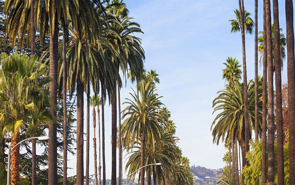 Los-Angeles-Palm-Street-Bouelvard
