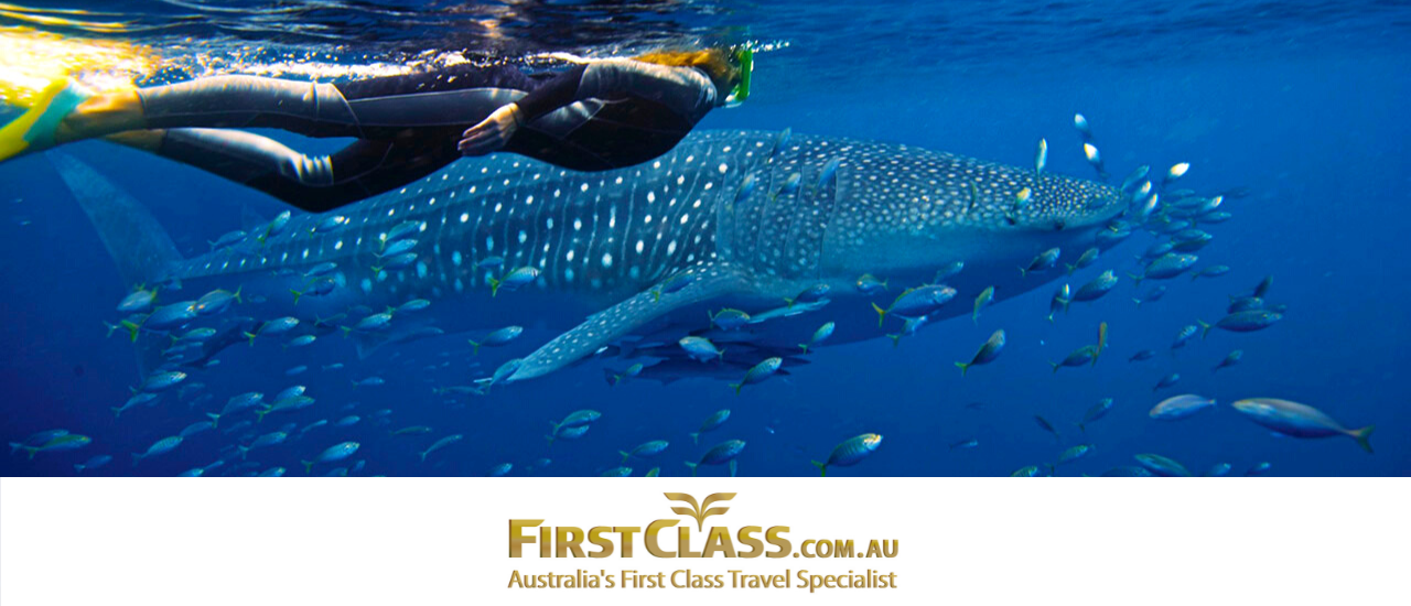 ningaloo-reef-whale-shark-tourism-australia2