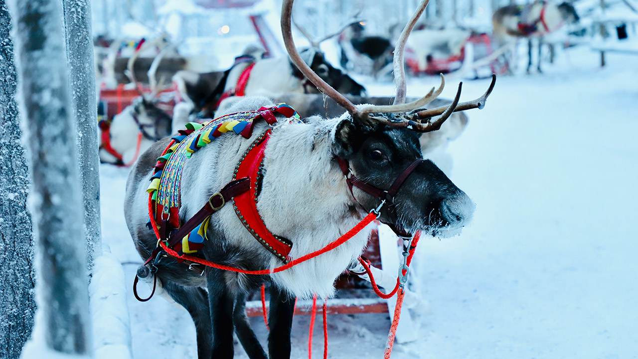 reindeer_finland_lapland-unsplash-1280