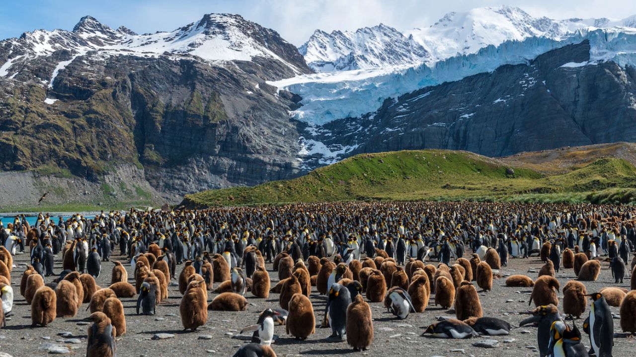 Antarctica And South Georgia Island Platinum Cruising 